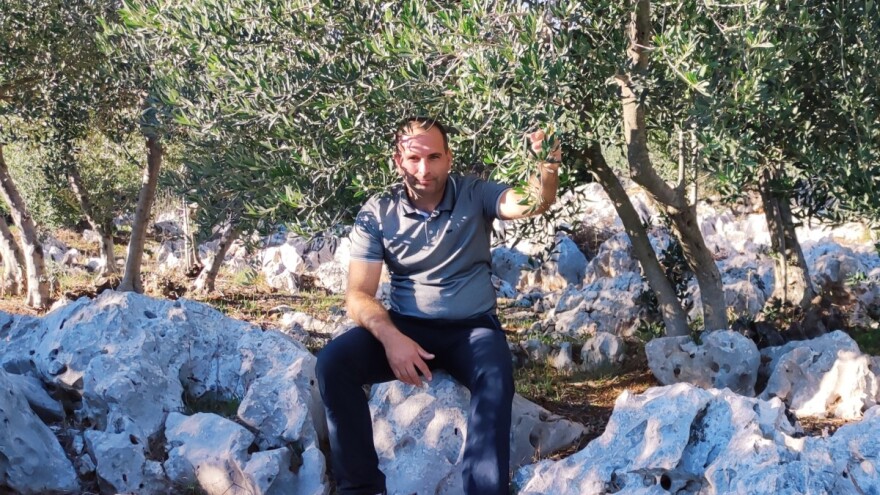 Na Ugljanu obnovio 400 godina stari maslinik i -  pobijedio sušu!