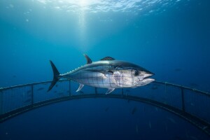 Ugrožen opstanak plavoperajne tune