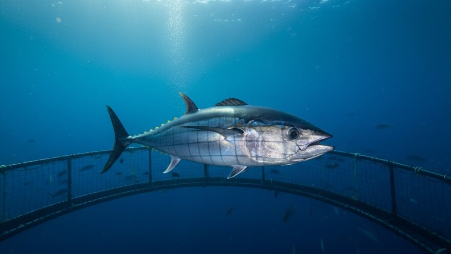 Ugrožen opstanak plavoperajne tune