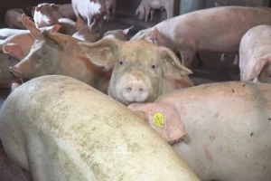 Uhvaćeni na delu: Dvojac pokušao krađu na farmi svinja