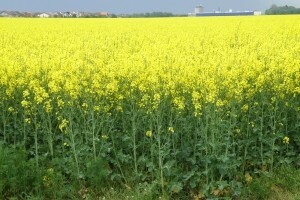Vrhunska kvaliteta i siguran otkup uljane repice