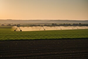 Ujedinjeni Arapski Emirati ulažu u srpsku poljoprivredu