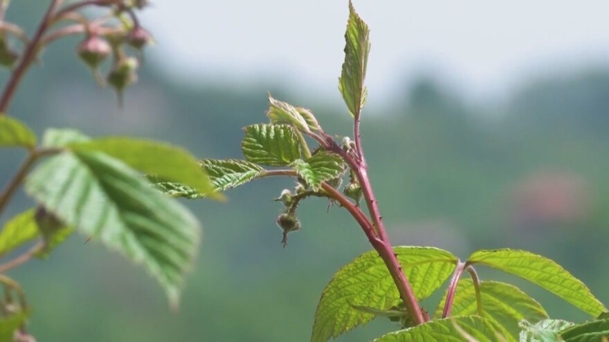 Malinarstvo u krizi - proizvodnja sve skuplja, proizvod sve jeftiniji