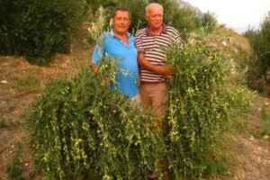 Maslinari (ipak) očekuju vrhunsko maslinovo ulje?
