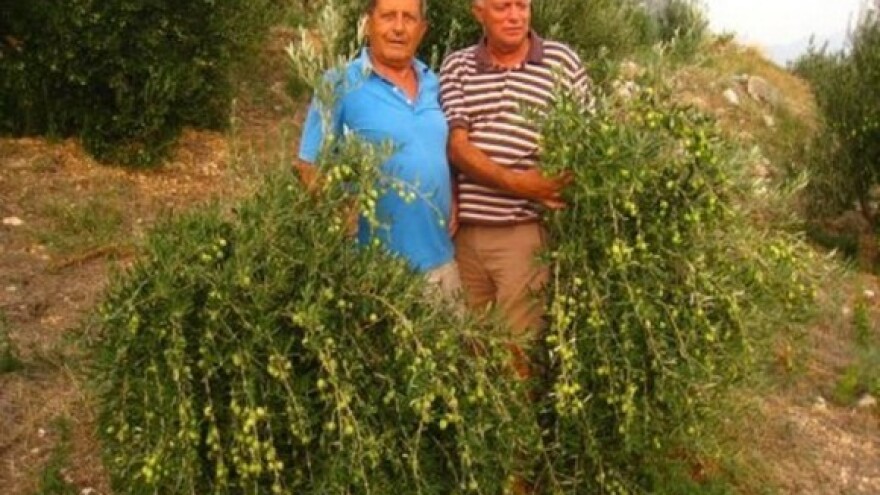 Maslinari (ipak) očekuju vrhunsko maslinovo ulje?