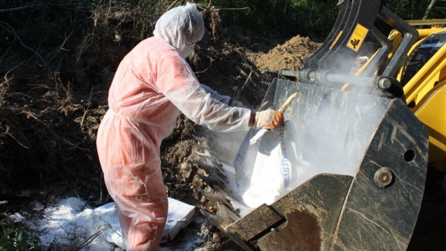 U RS 138 žarišta svinjske kuge, do kraja jula početak isplata za nadoknadu štete