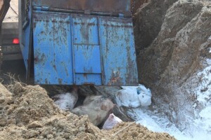 Farmeri traže 2.000 KM odštete po svinji, Vlada RS nudi 1.400 KM?
