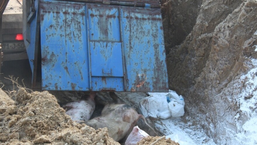 Farmeri traže 2.000 KM odštete po svinji, Vlada RS nudi 1.400 KM?