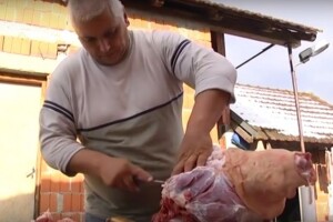 Ukradenu svinju zaklali u vlasnikovu dvorištu