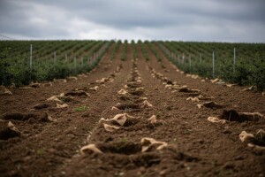 Ukradeno stotinjak sadnica aronije