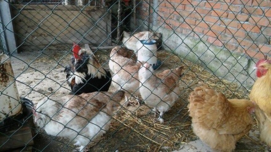 Ukrasna živina - hobi jednog tinejdžera