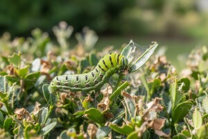 Ukrasne šimšire u Međimurju napada šimširov moljac