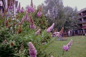 Prihrana cvjetnica i ukrasnog bilja