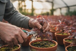 Ukrasno bilje obitelji Tonković