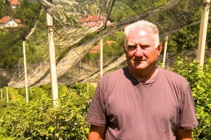 Radoje Radivojević: Ulaganje u zasad borovnice se na kraju isplati