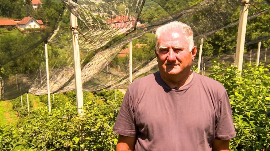 Radoje Radivojević: Ulaganje u zasad borovnice se na kraju isplati