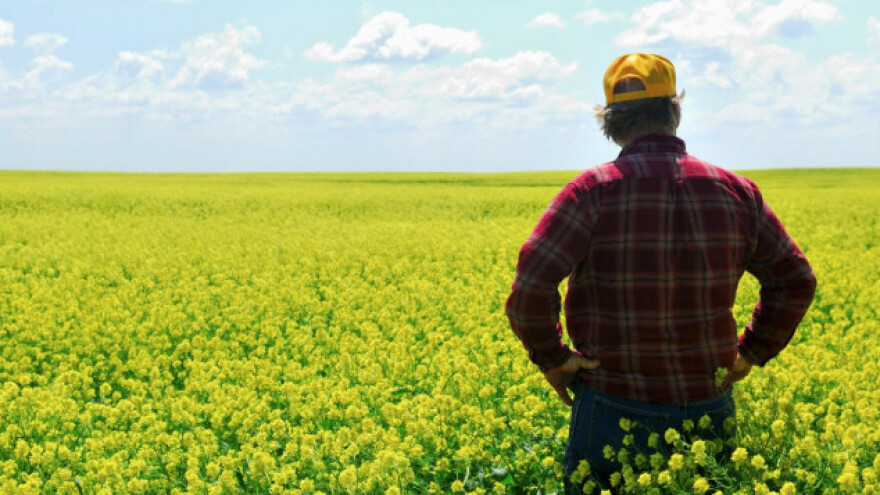 S uljanom repicom do 5, a pšenicom i preko 11 t/ha!