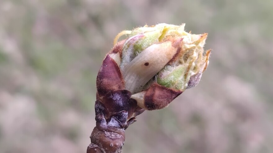 Kruškin cvjetojed može uništiti i do 80 posto roda, čime tretirati?