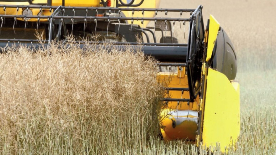 Žetva uljane repice u tijeku!