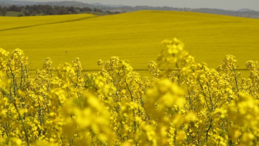Rumunjski proizvođači se sve više okreću uzgajanju uljane repice