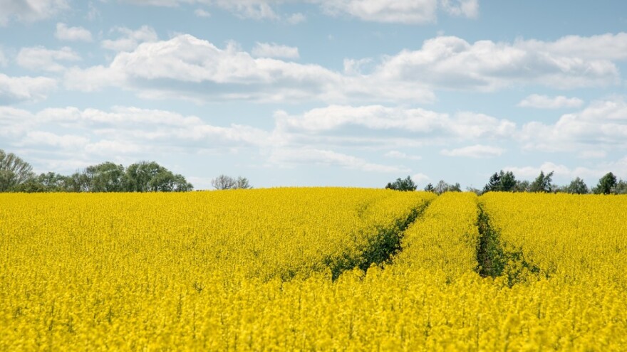 Otkupna cijena i dalje dobra pa rastu površine pod uljanom repicom