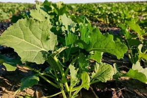 Rast temperature - očekuje se masovniji dolet repičinih pipa na useve