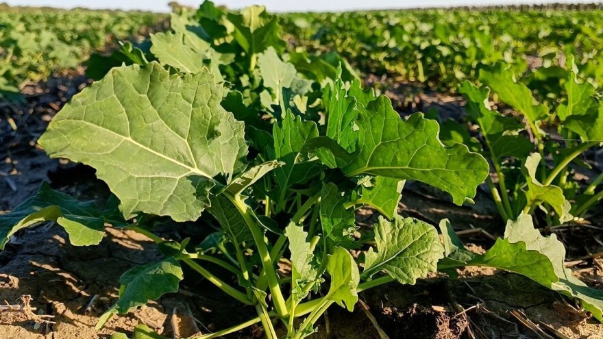 Pre setve uljane repice - pripremite se na štetočine, korove, samoniklu uljaricu