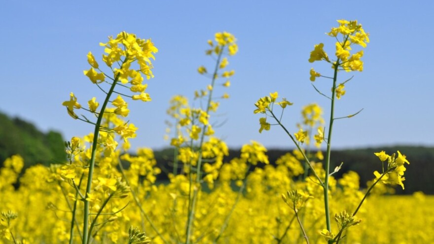 Vrijeme je za sjetvu uljane repice - sve više novih i cjenjenijih hibrida u BiH