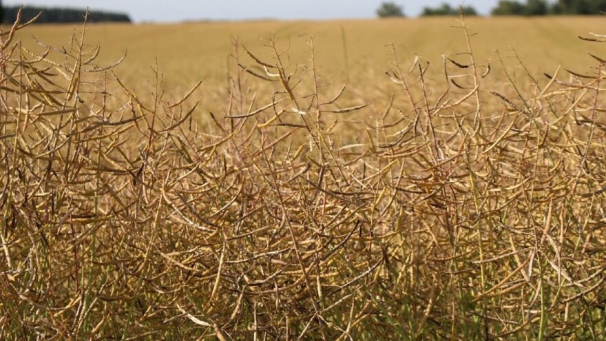 EU očekuje najlošiju žetvu uljane repice unazad 14 godina?