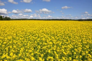 Kod gnojidbe repice paziti na primjenu fosfora, sumpora i bora
