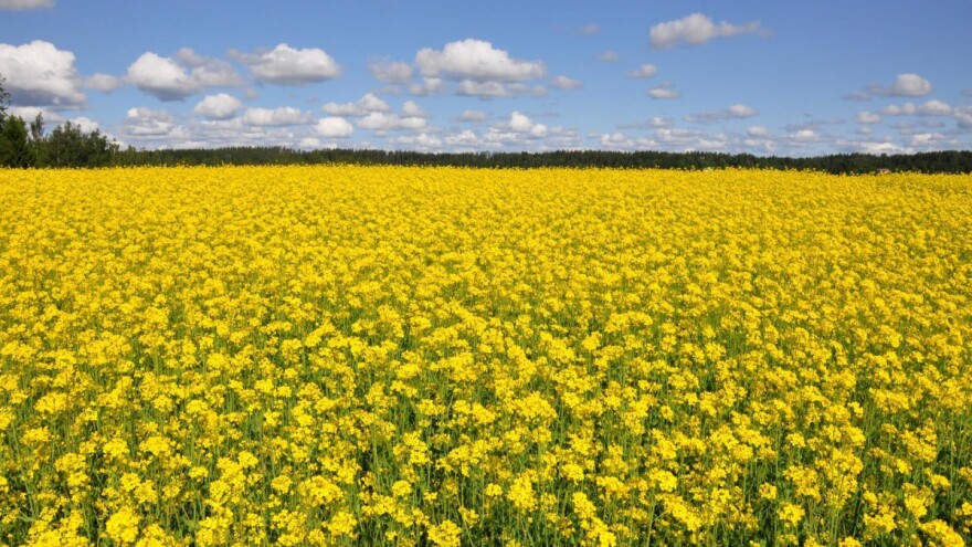 Kod gnojidbe repice paziti na primjenu fosfora, sumpora i bora