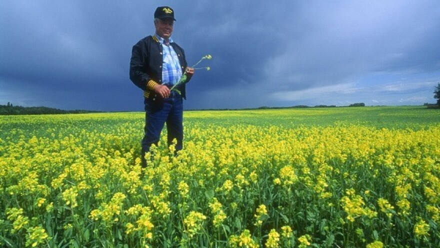 Boom uljane repice u Podravini