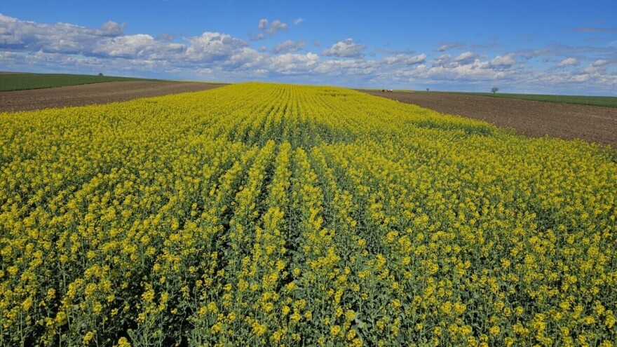 Površine pod uljanom repicom uvećane za čak 36,8 odsto u jesenjoj setvi. Koji su razlozi?