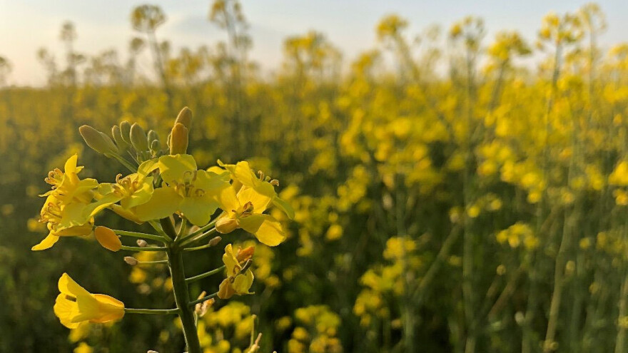 Slabiji rod uljane repice, ali cena se "ne računa" dok ne bude u prikolici