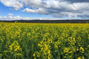 Zaključen prvi ugovor na Produktnoj berzi za uljanu repicu ovogodišnjeg  roda