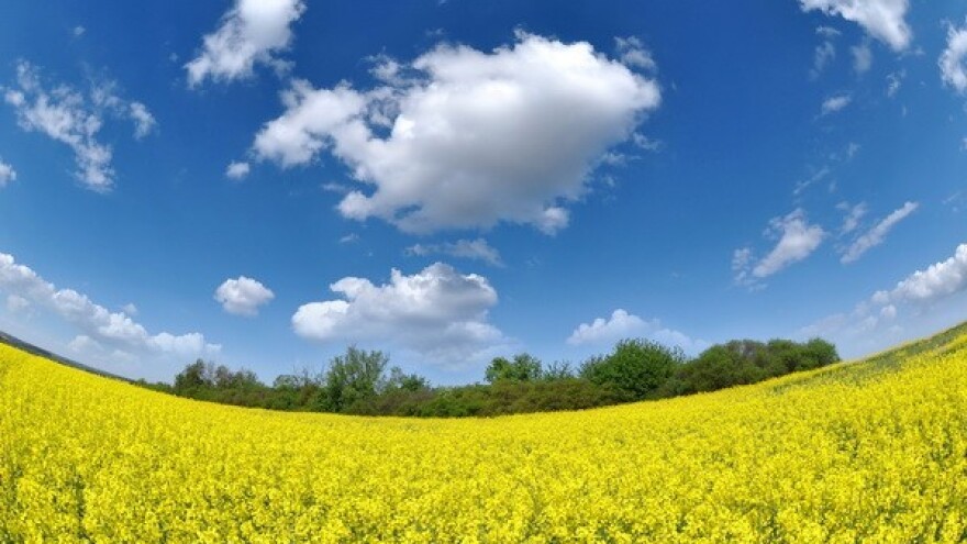 Rezultati uroda uljane repice 2013/2014