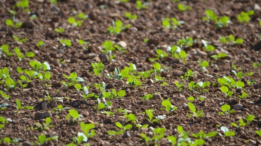 Zašto i kako obaviti gnojidbu uljane repice prije sjetve?