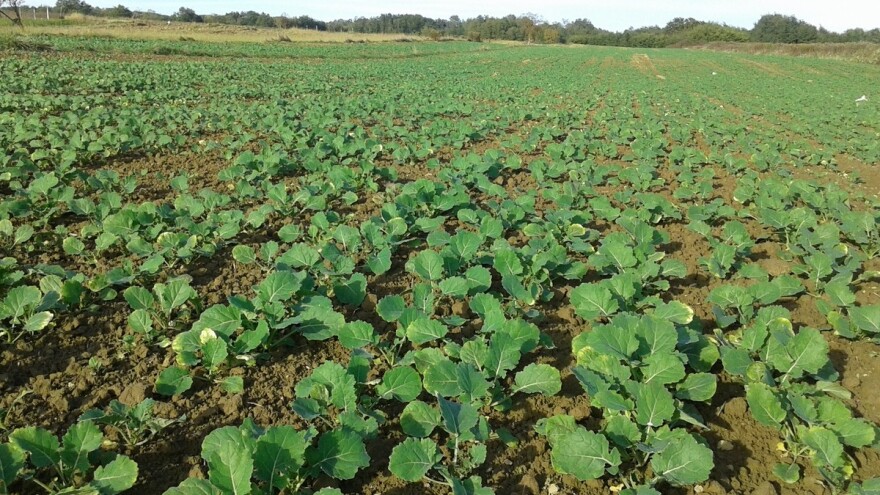 Kako obaviti kvalitetnu prihranu uljane repice?