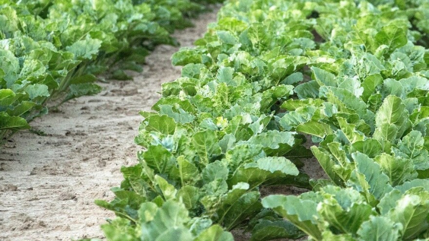 Pratite brojnost nametnika i provedite zaštitu uljane repice