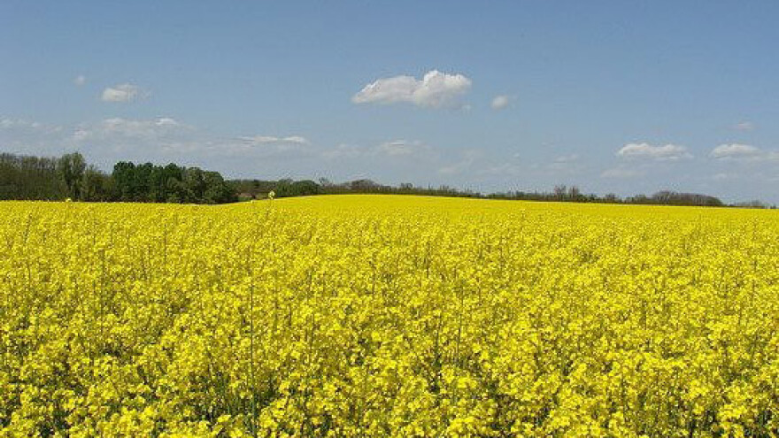 Kako povećati urod uljane repice?