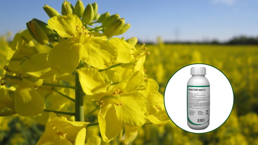 Za dobar prinos važno je odabrati dobru zaštitu uljane repice od korova i štetnika!