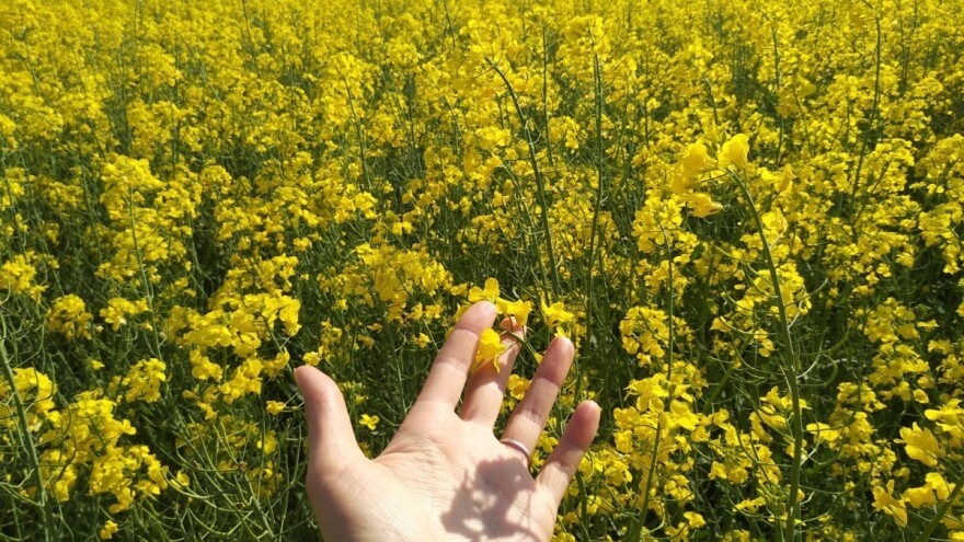 Štetočine napadaju uljanu repicu - ali zabranjeno prskanje?