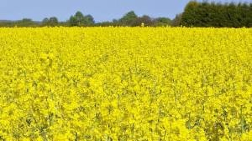 Europski prosvjedi pčelara za zabranu neonikotinoida