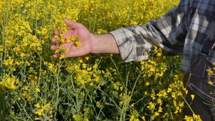 Fungicid zlatnih prednosti u uljanoj repici