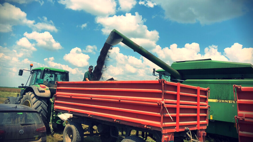 Prinosi DEKALB hibrida uljane repice veći od 4 tone po hektaru