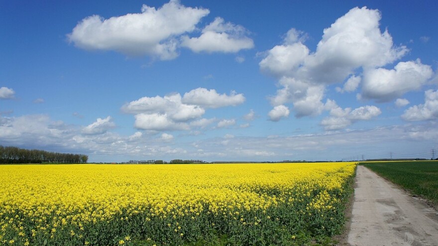 Ukrajinski izvoz uljane repice na pragu novih rekorda
