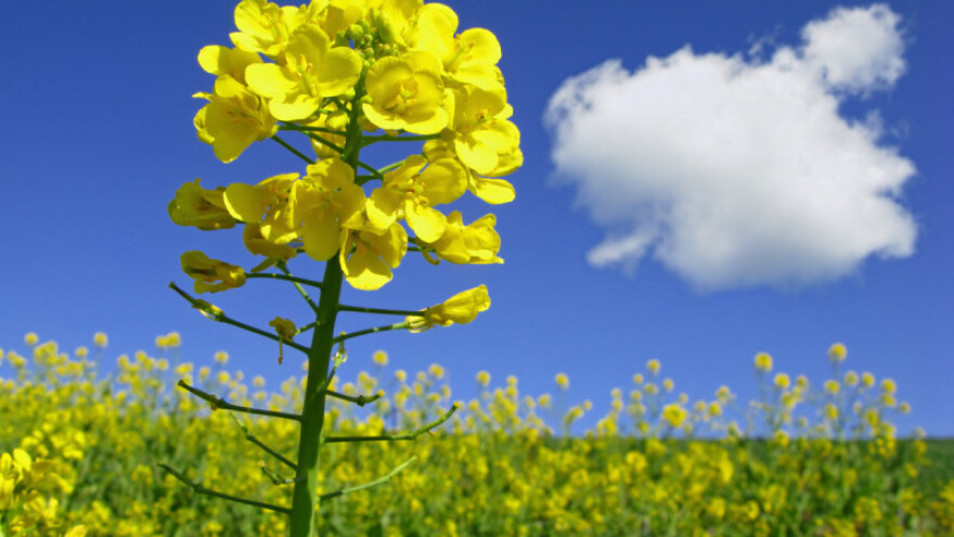 Kontrolirano ispuštanje gnojiva kod uljane repice!