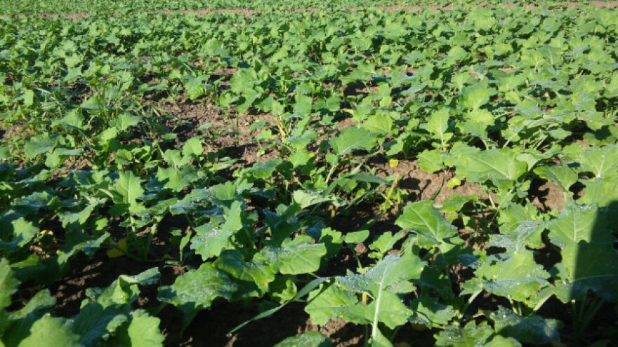 Folijarna gnojidba uljane repice u jesen