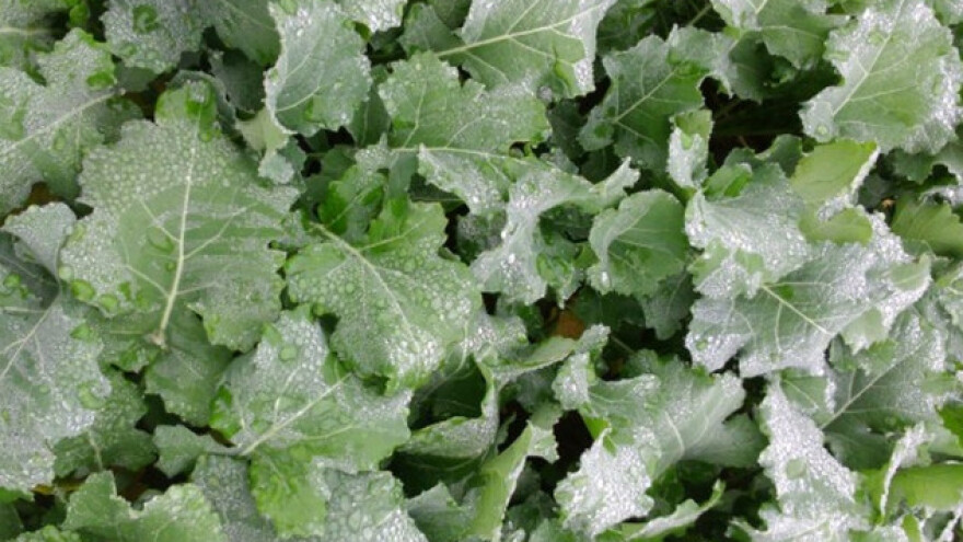 Procena oštećenja repice tek u martu