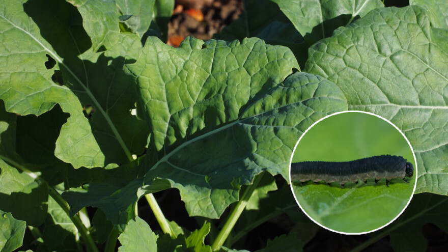 Učinkovito suzbijte jesenske štetnike u uljanoj repici